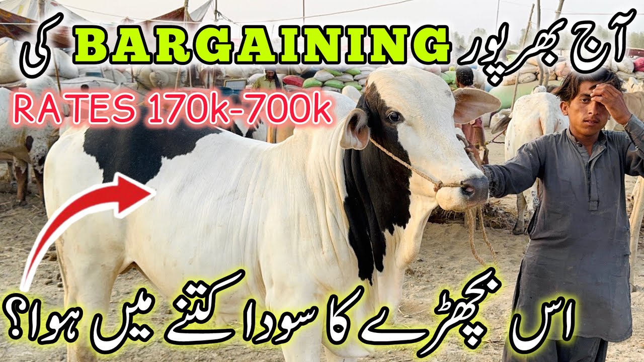 Northern Bypass Mandi Rates And Bargaining | Bakra Eid Season 2025