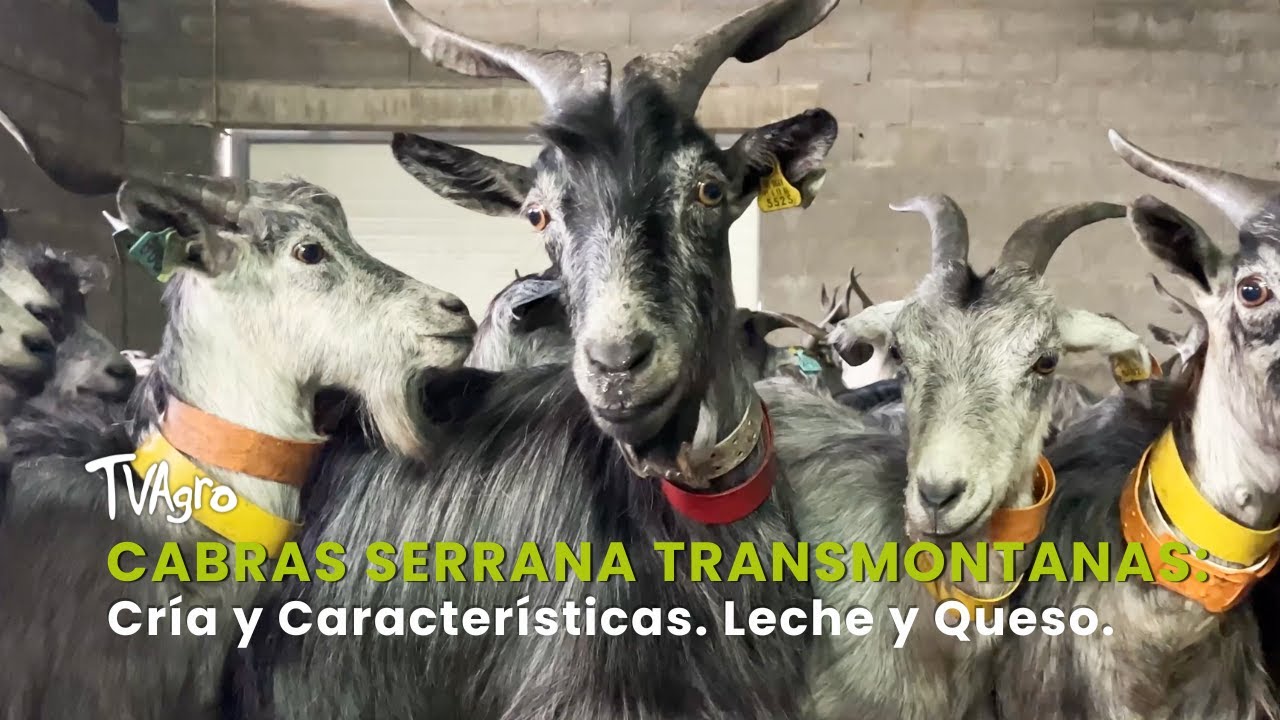 Cabras Serrana Transmontanas: Cría y Características. Leche y Queso - TvAgro por Juan Gonzalo Angel