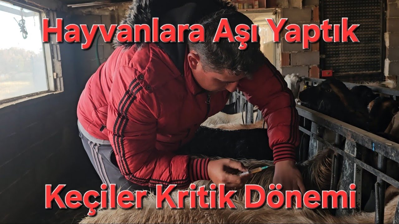 Hayvanlara Çelerme Aşı ~ Keçiler Aşıdan Sonra Kritik Dönem