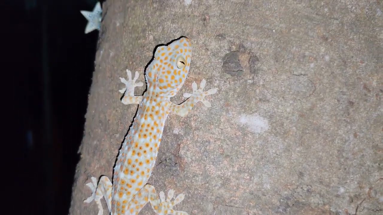 Geckos at night. 