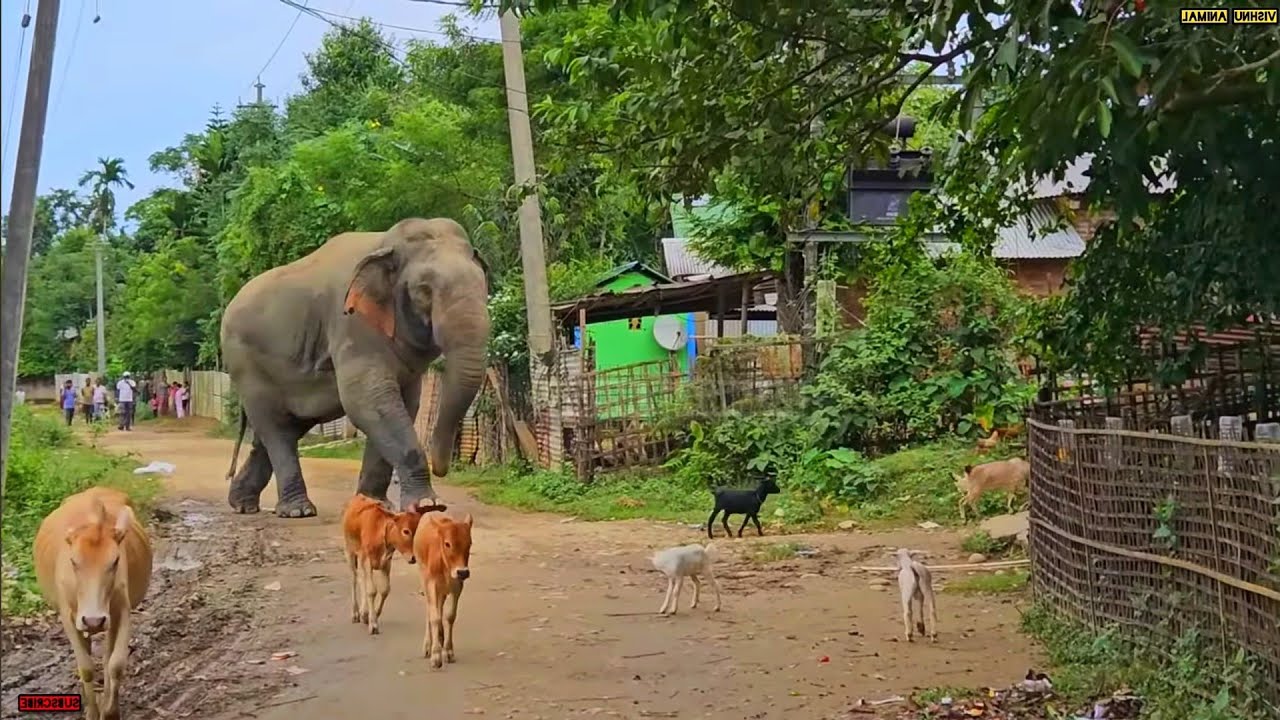 “When Elephants Protect Their Young at All Costs”17 January 2026 #assam #elephant  #animals #viral 