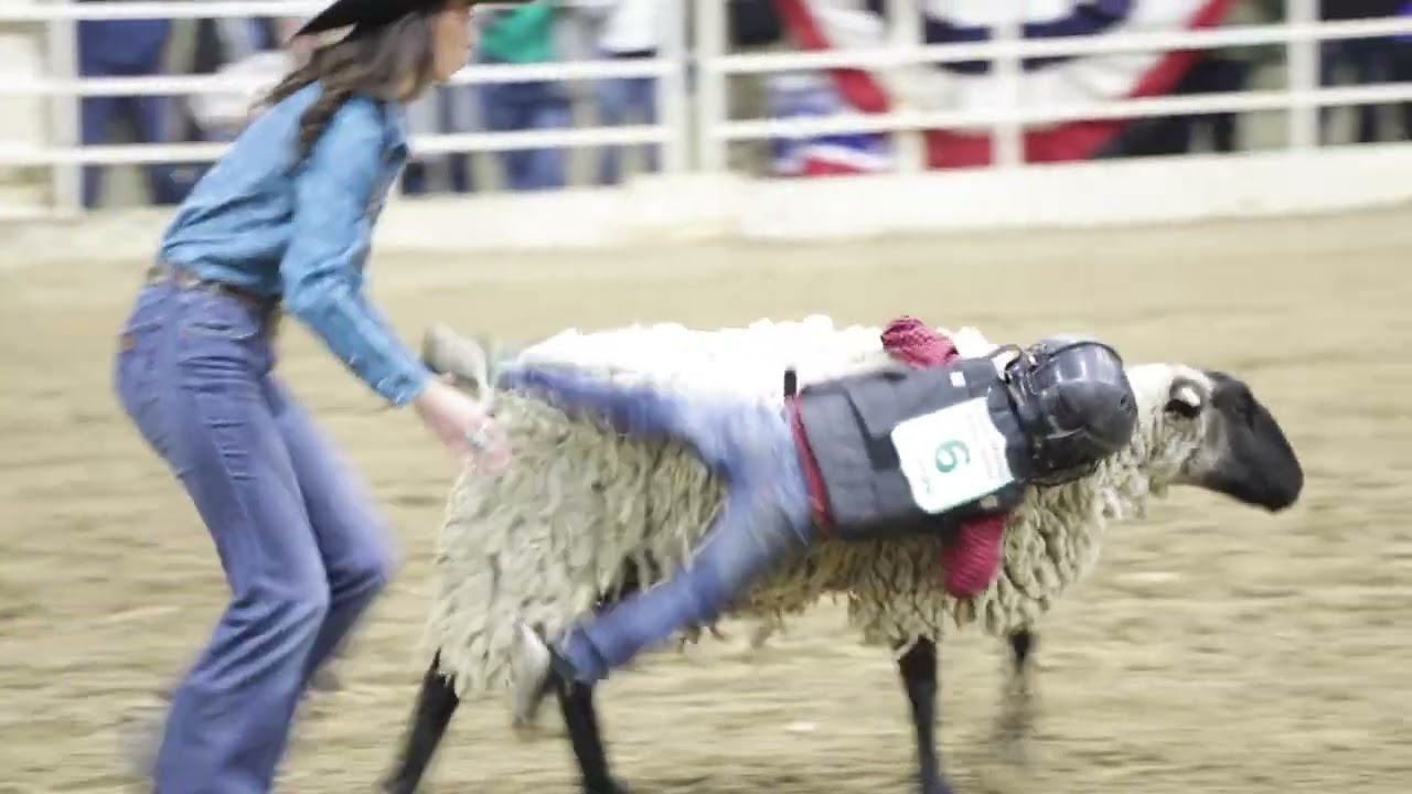 Mutton busting kids delight crowd at National Western Stock Show
