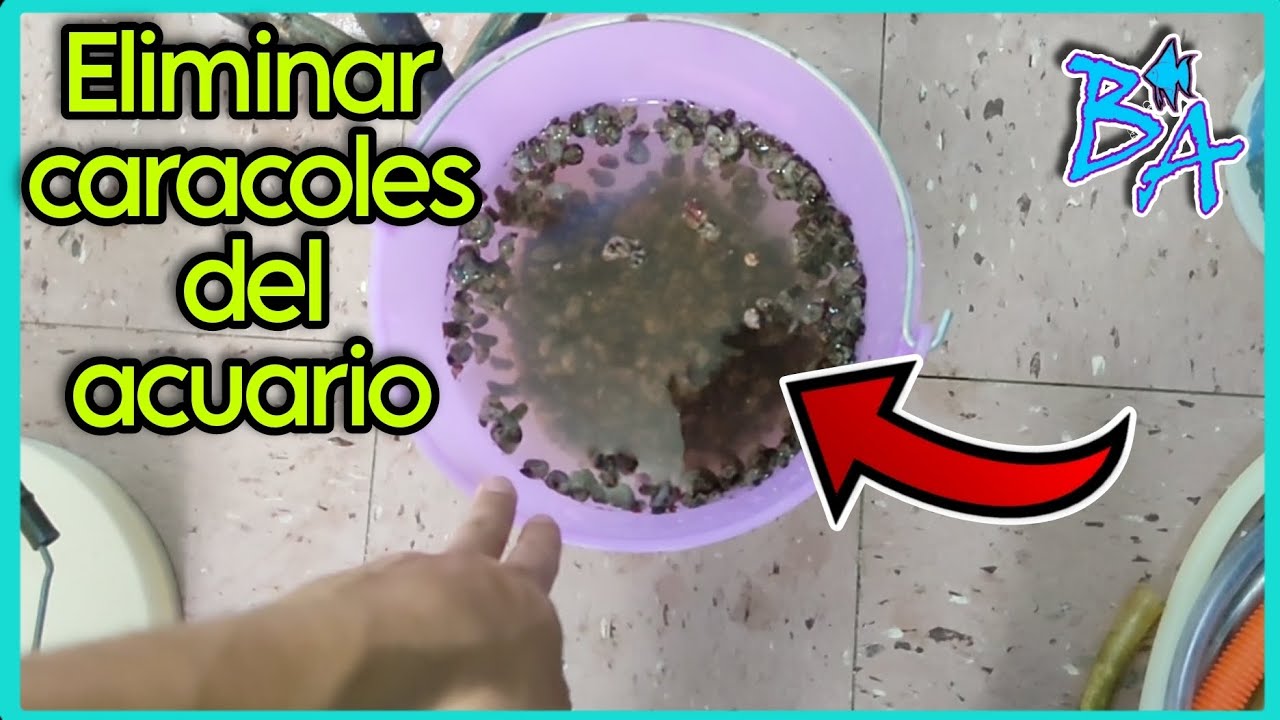 Cómo eliminar caracoles de mi acuario Bioacuatixz