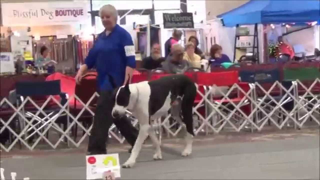Great Danes Rally Advanced 2 - 2014 GDCA National Specialty