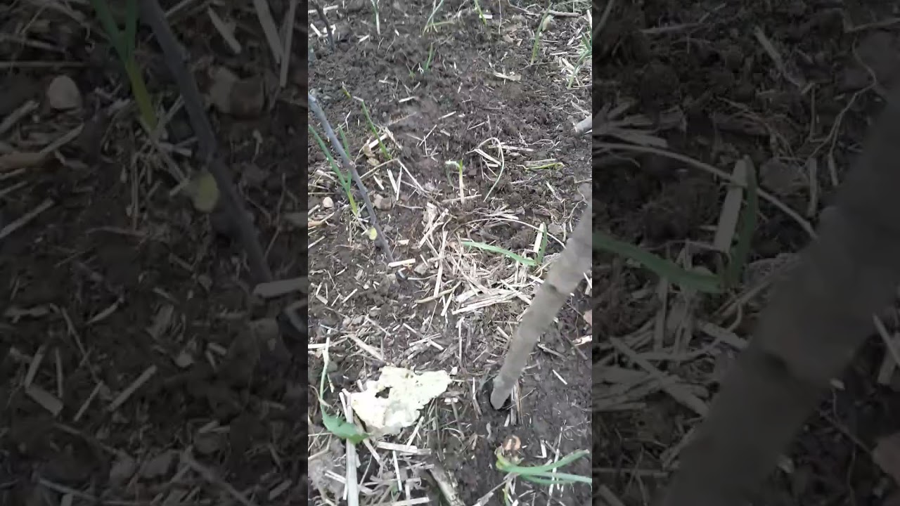 😊👍 The hidden garlic patch