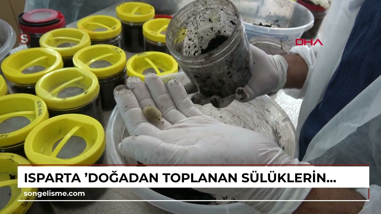 ISPARTA 'Doğadan toplanan sülüklerin hastalık bulaştırma riski var'