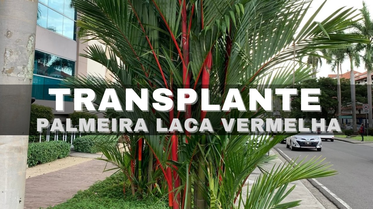 Transplante de Palmeira Laca Vermelha | Dicas e cuidados #paisagismo #plantasornamentais #plantas