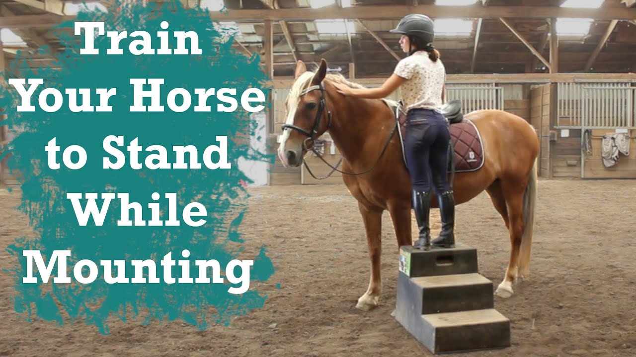 How to Teach Your Horse to Stand While Mounting