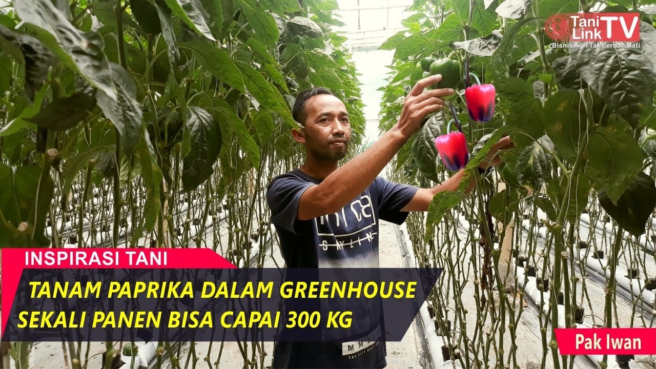 Budidaya Paprika, Tak Perlu Lahan Luas Hasilnya Bikin Puas