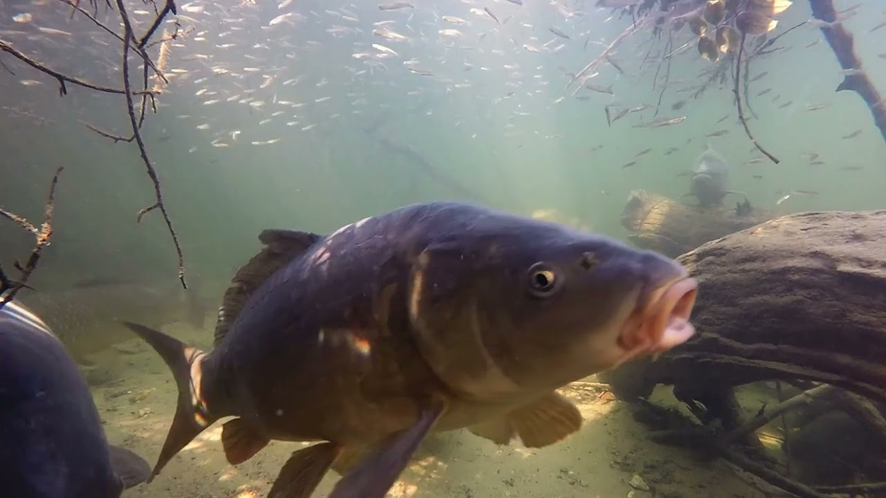 En chemin avec Marc Giraud - Les carpes