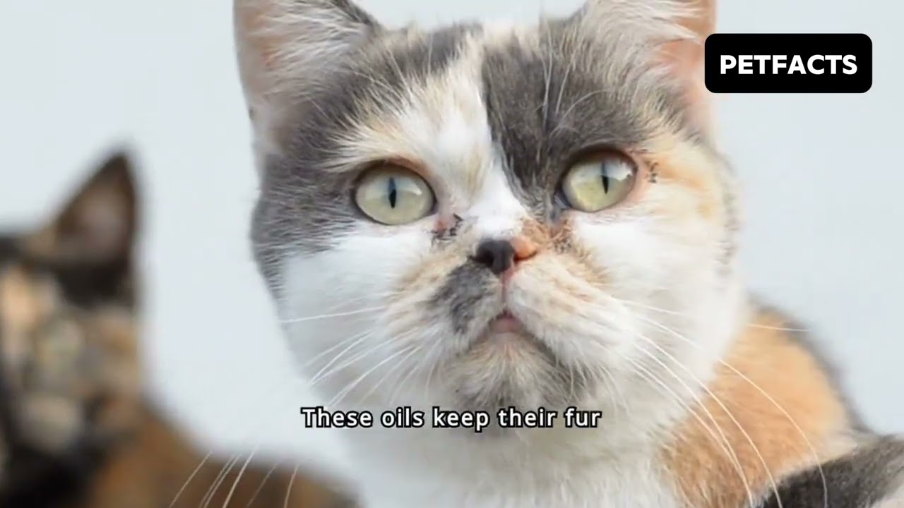cats don't need bath | petfacts | @Sandeep_TIU  | cat's .