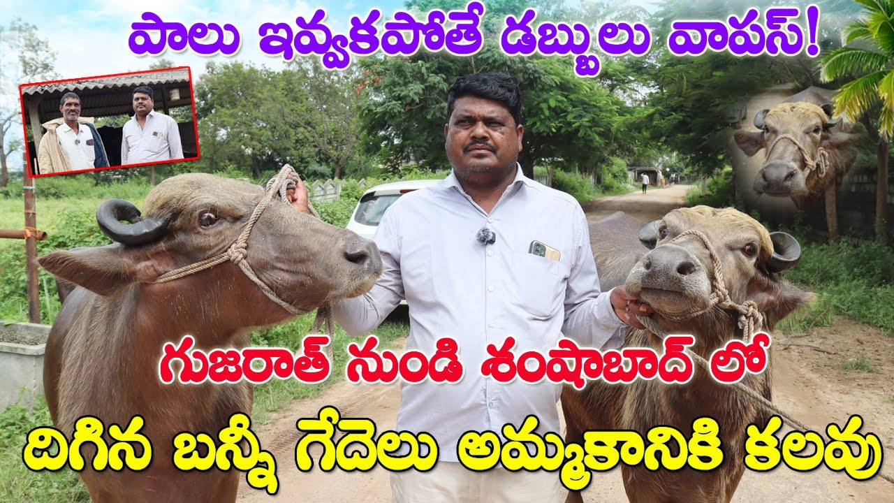 Bunny Buffaloes for sale | శంషాబాద్ లో దిగిన బన్నీ జాతి గేదెలు|చెప్పిన పాలు ఇవ్వకపోతే డబ్బులు వాపస్!