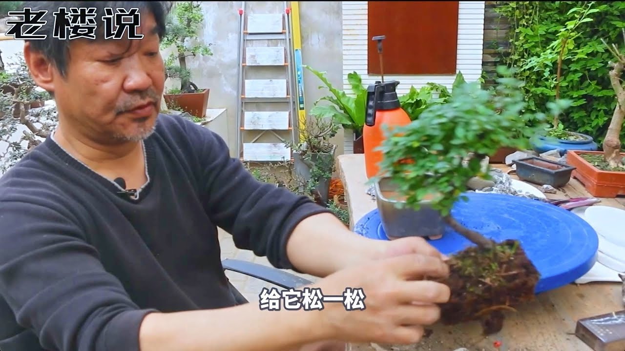 榆树在修剪入盆时，一定要记得涂上多菌灵！