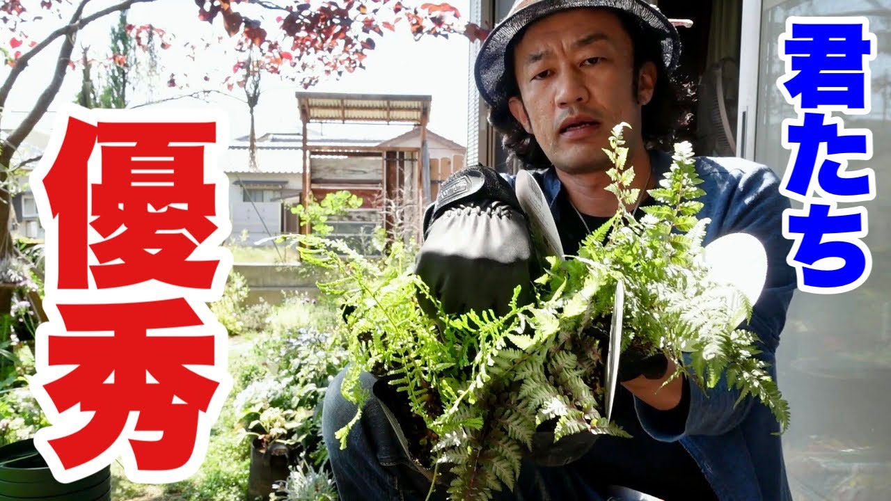 みんなこの子達の凄さに気づいてない。【園芸超人カーメン君】