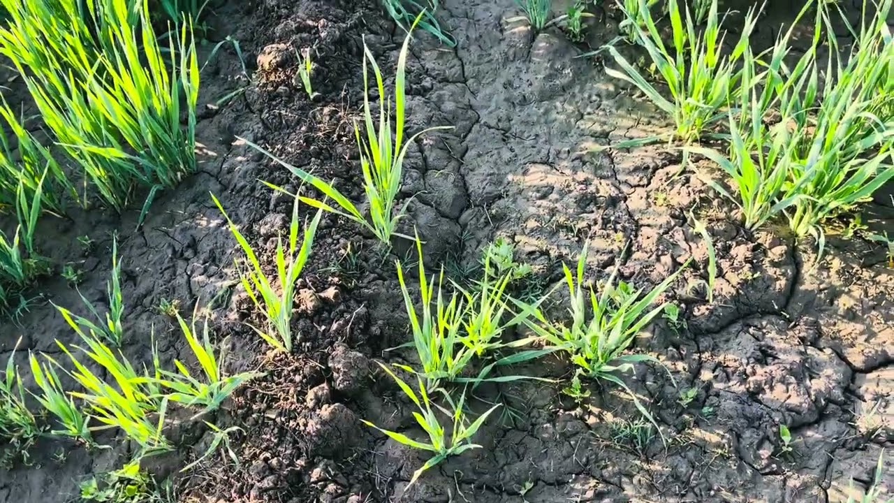 आज गाँव का #vlog है #villagelife #ytshorts #गांव #villagevlog #reels #farming #love #yt #goodnight 