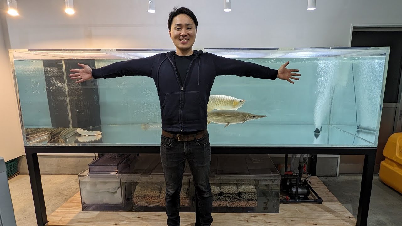 【巨大水槽】3メートル水槽を設置させていただきました！大型魚アクアリウムの究極BIG TANKです！