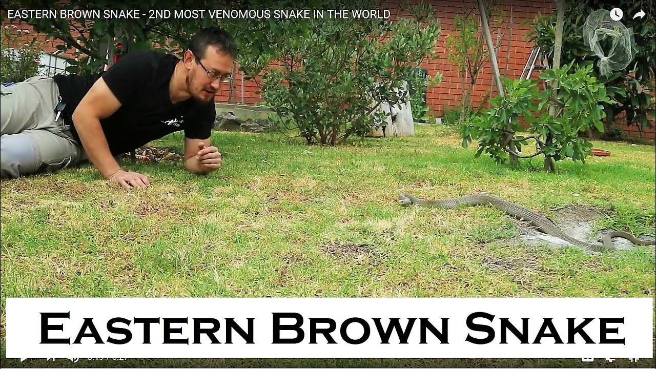 EASTERN BROWN SNAKE - 2ND MOST VENOMOUS SNAKE IN THE WORLD