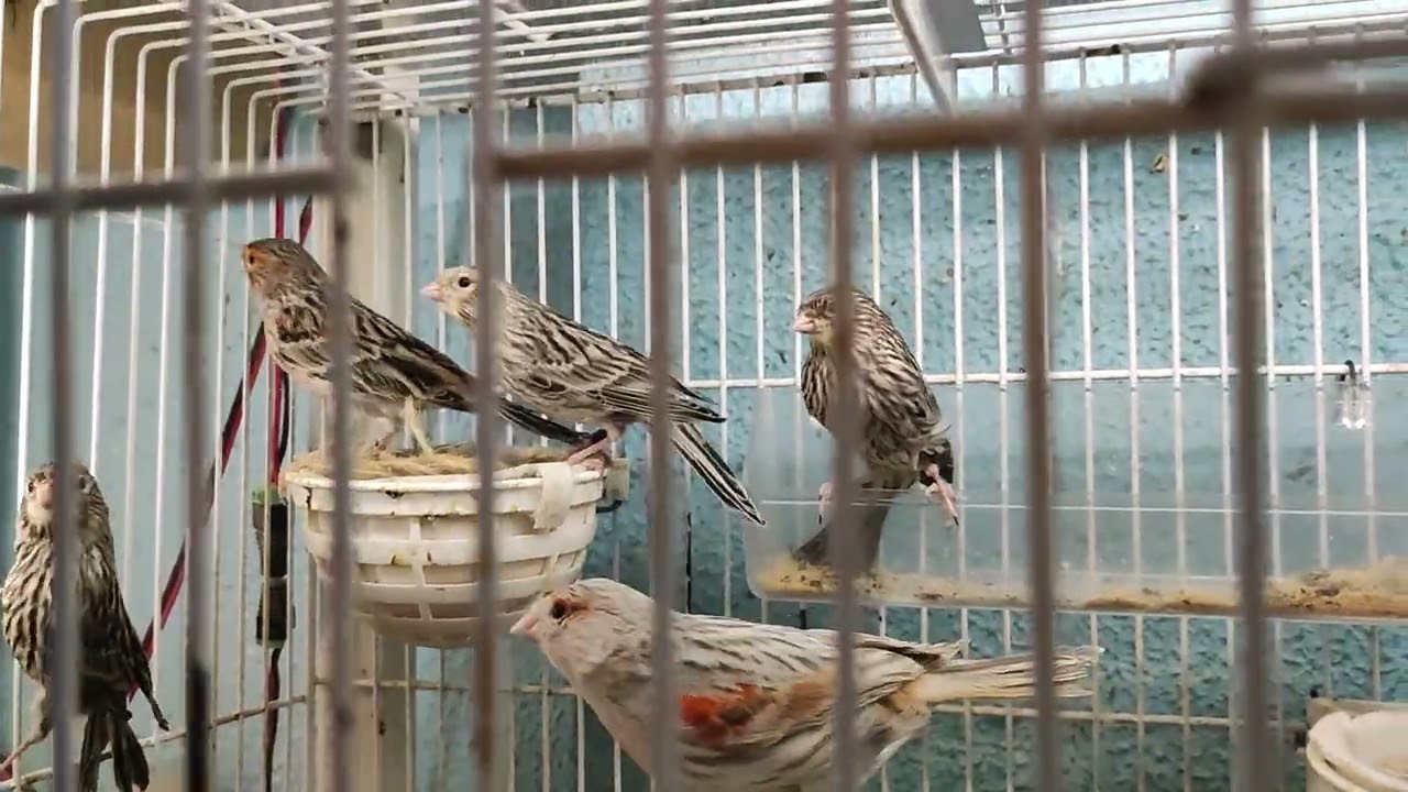 LAS PRIMERAS VOLADERAS LLENAS DE POLLOS Y OTROS ESPERANDO SU MOMENTO DE INDEPENDIZARSE