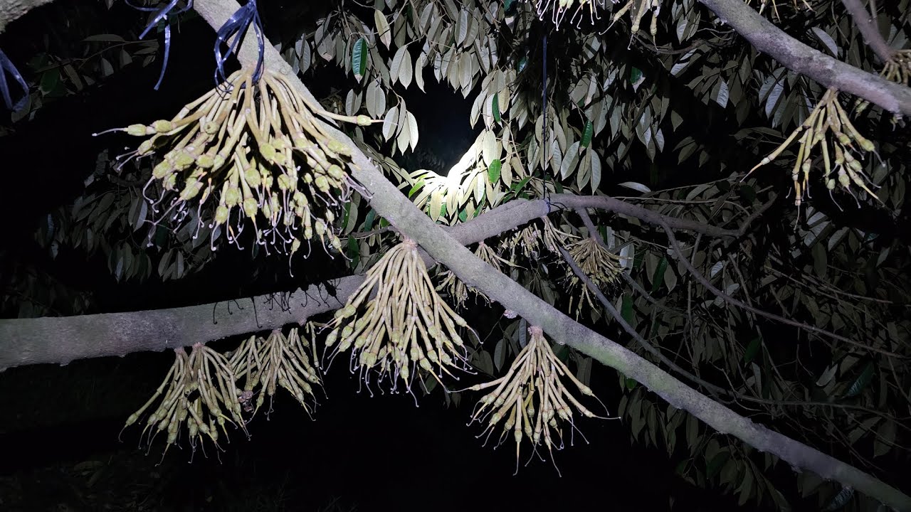 Đậu Trái Chạy Trái Sau Những Đám Mưa Liên Tục