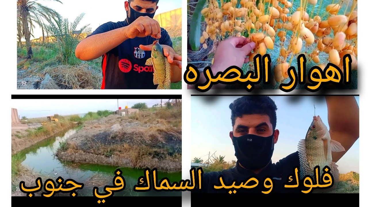 فلوك وصيد السماك في جنوب اهوار البصره 