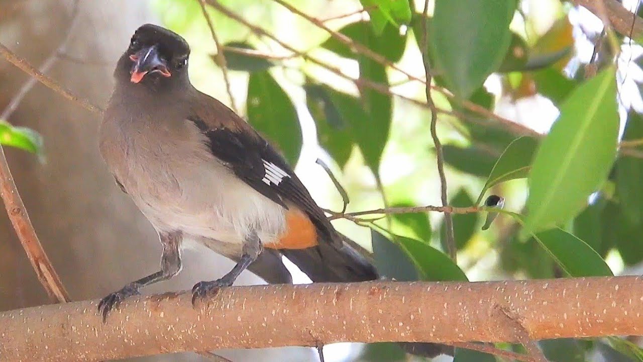 山八哥嘎嘎仔 Grey Treepie
