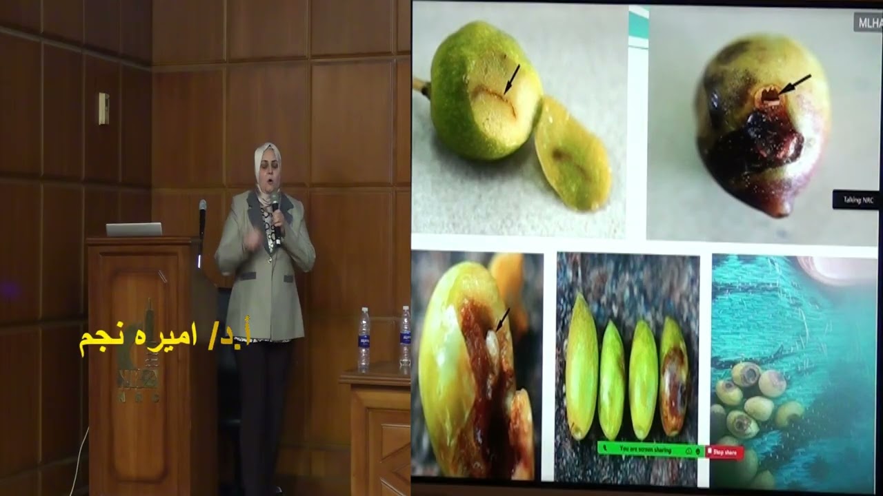 ا.د. اميره نجم  - مركز البحوث الزراعية   أهم الآفات الزراعية التي تواجه محصول الزيتون في مصر