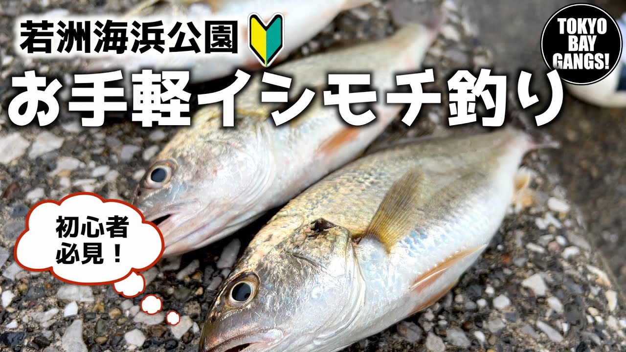 【若洲海浜公園】初心者必見！お手軽イシモチ釣り！TOKYO BAY GANGS!