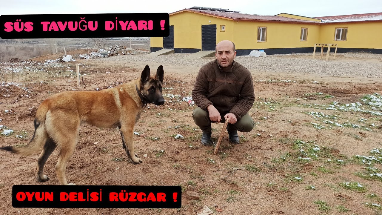 TAVUK YUMURTALARINI TOPLADIK ! RÜZGARA SERT ANTRENMAN !! #kalebıldırcın #malinois