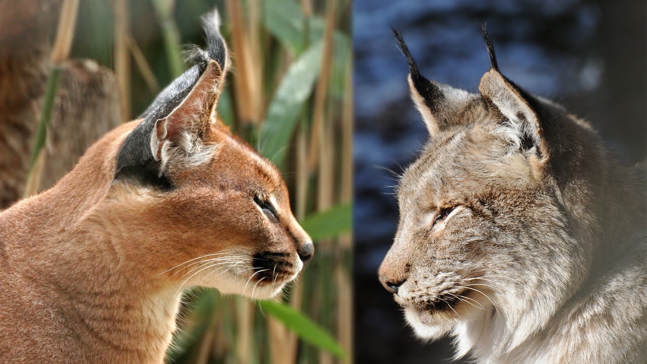 Lynx vs Caracal | Mari Kita Bandingkan!