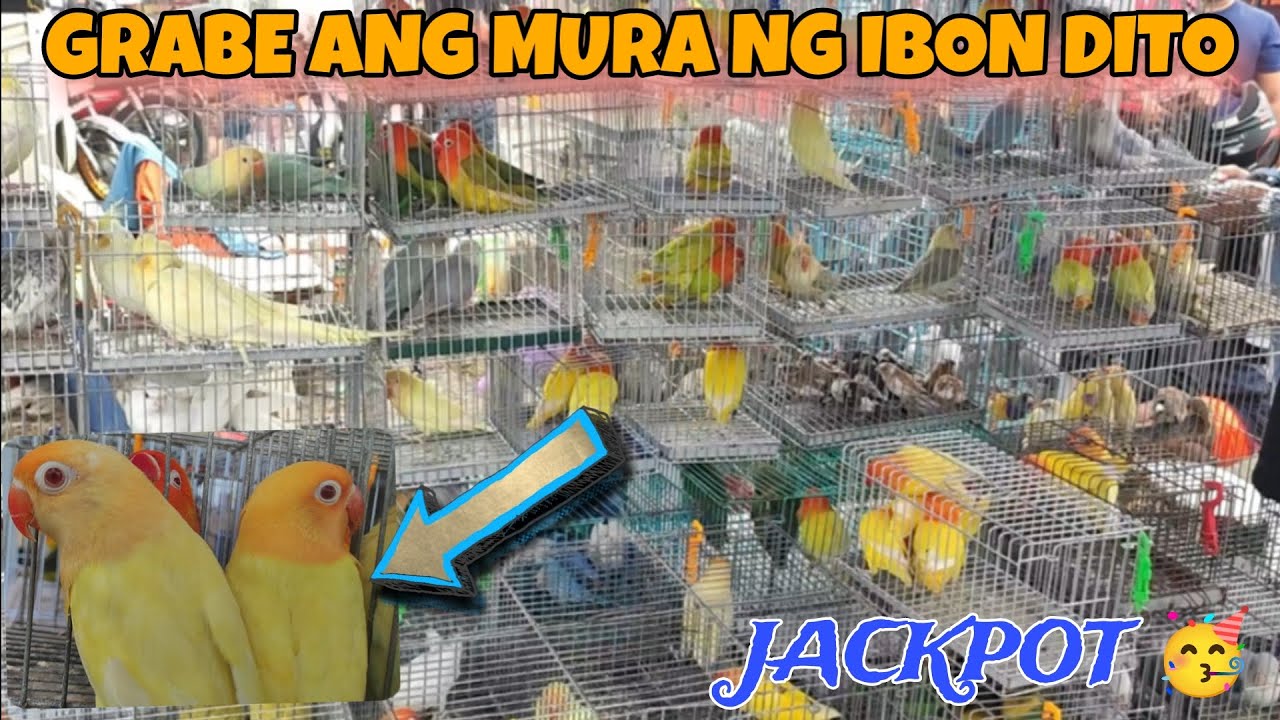 MURANG IBON SA BOCAUE PET MARKET EVERY FRIDAY #africanlovebird #lovebird #birds