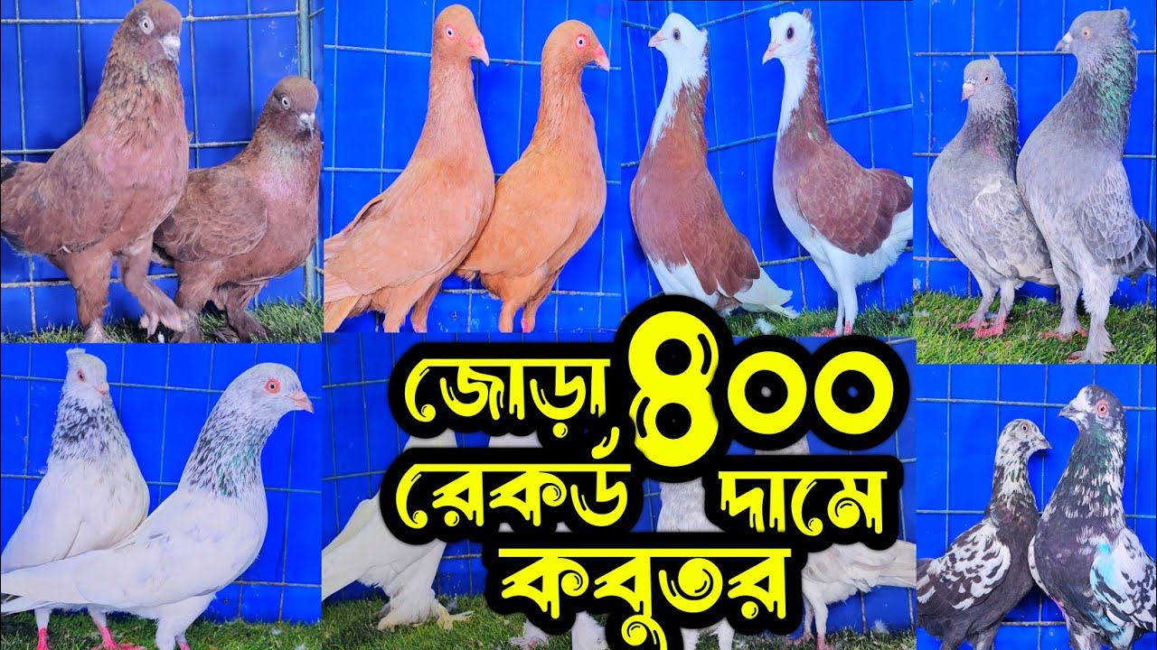 জোড়া ৪০০ টাকা রেকর্ড পরিমান কমদামে বুদাপেস্ট,হাইফ্লায়ার গিরিবাজ কবুতর | শখের ফেরিওয়ালা | Pigeon |