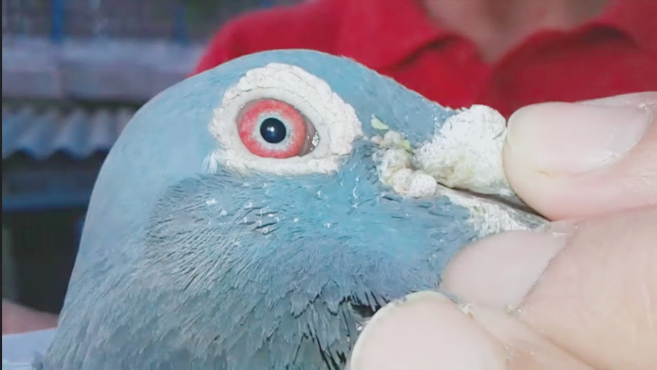 شاهد معنا أهم السلالات القوية والمعروفة  عند البطل الكبير عمر بيضوري   colombophile pigeon