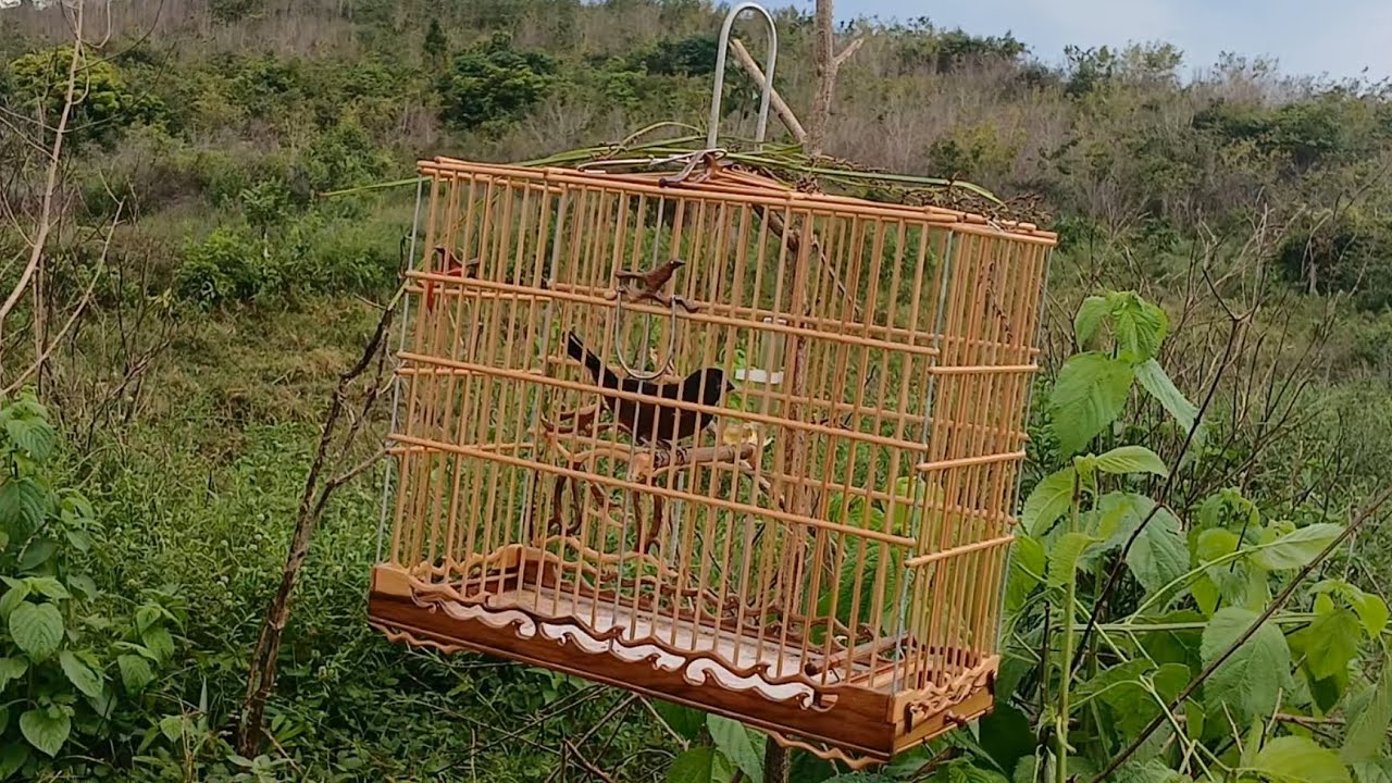 CURIÓ FORMIGÃO na pegada no Pardo  #criarepresevar #curió 