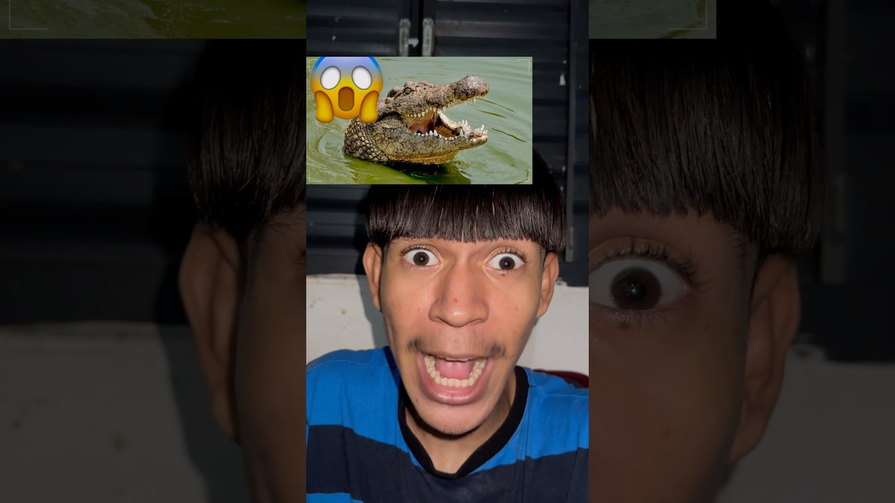 UM JACAR&Eacute; ME ATACOU