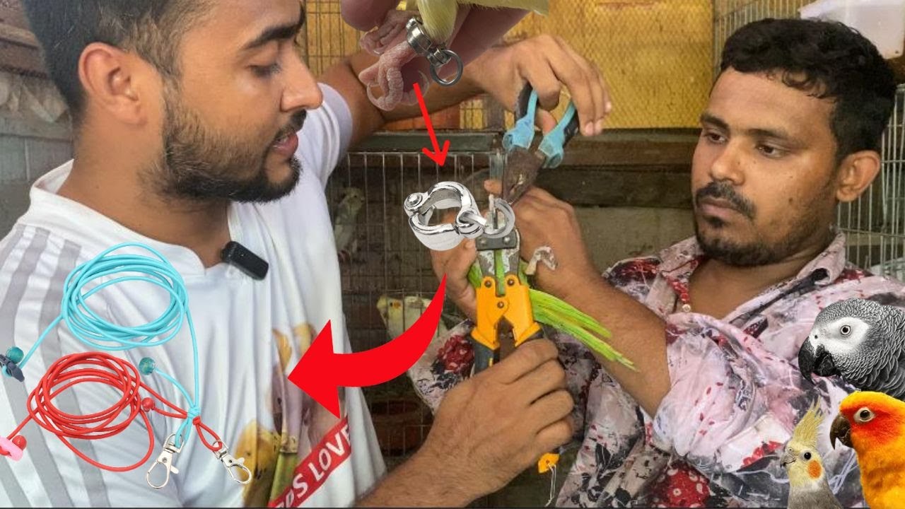 China Chain Harness & Anklet steel leg Ring Macaw,african grey, Ringneck parrot Cockatiel Budgie