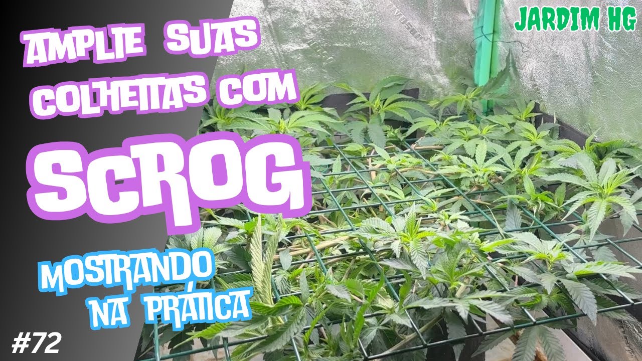 SCROG para ampliar a colheita de Cannabis