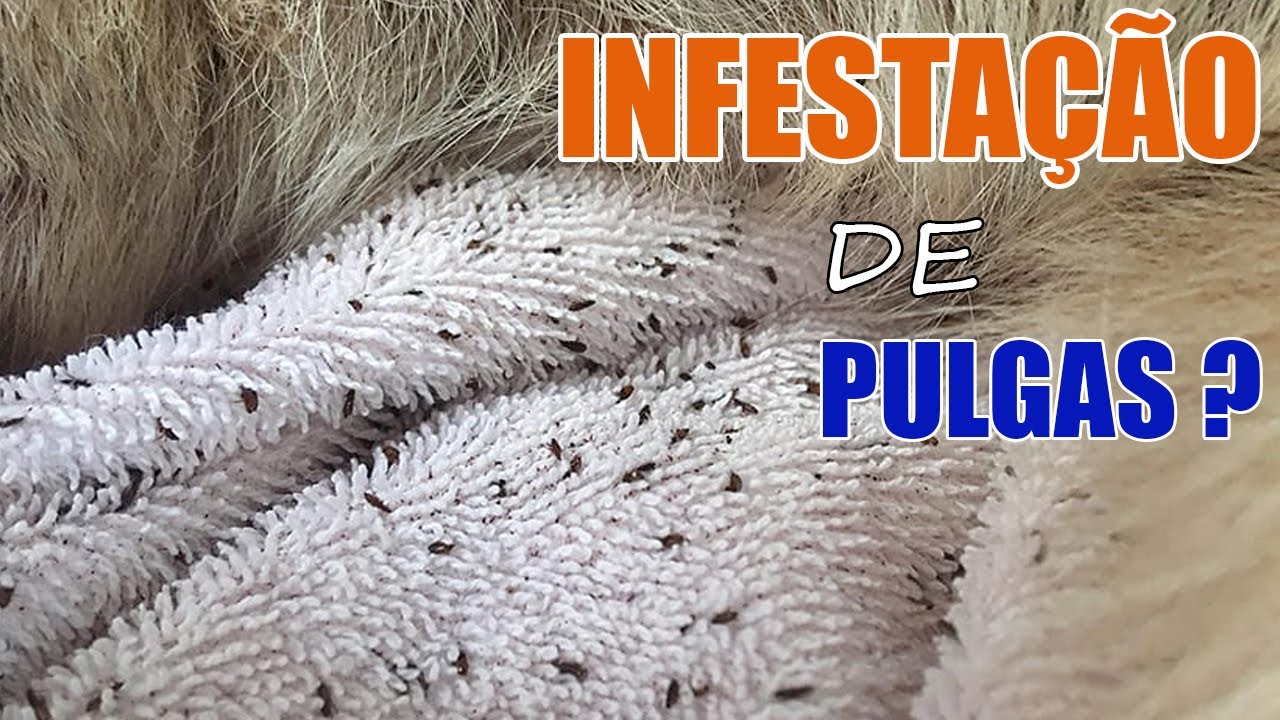 Infestação de pulgas? O que fazer? Veterinária responde