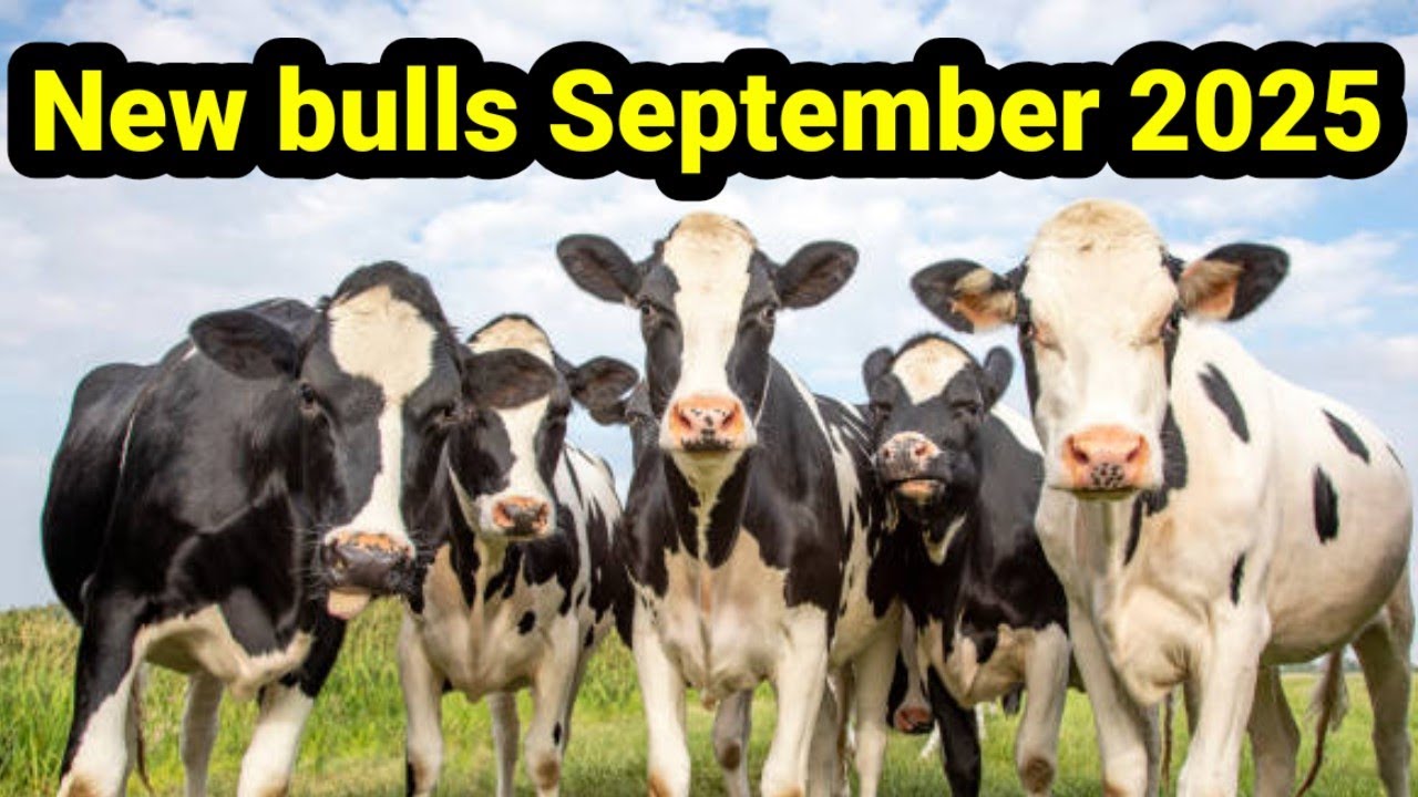 world wide sires upcoming bulls list september 2025