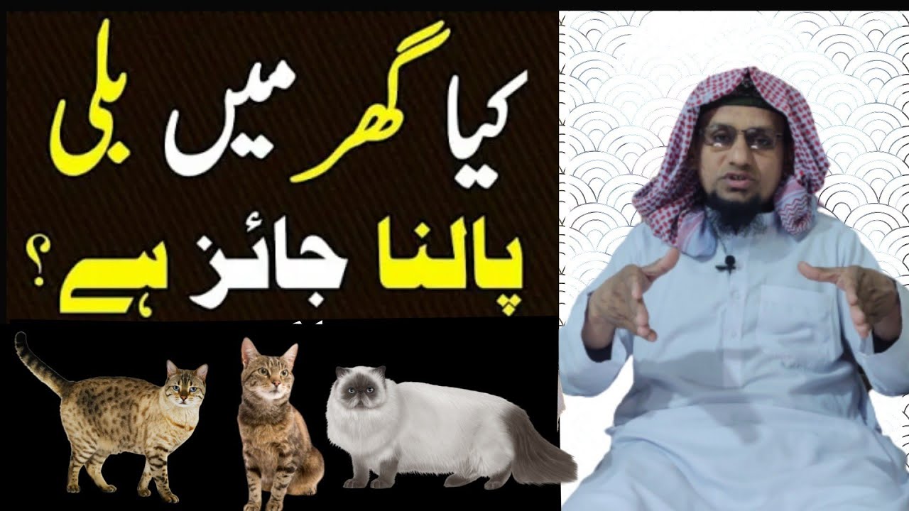 Kia ghr me billi palna jaiz hai k nhee کیا گھر میں بلی پالنا جائز ہے؟؟؟؟ byan#Mufti#Arif#Saeed#sahb