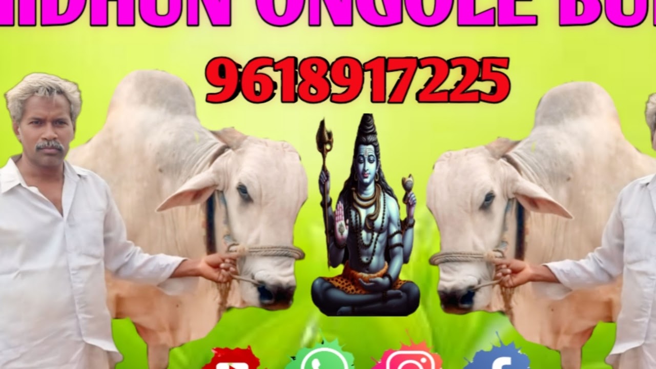 Live streaming of Midhun ongole Bulls