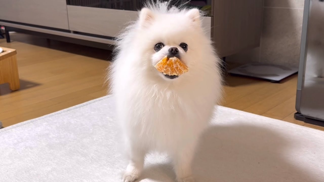 새해부터 사고친 강아지