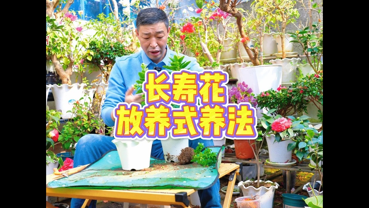 彻底解决长寿花根腐颈腐的绝招 #养花小知识 #长寿花