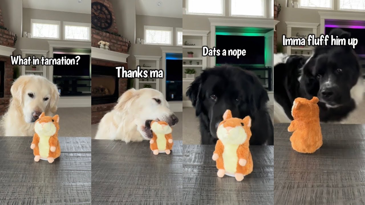 Dogs React To Talking Hamster