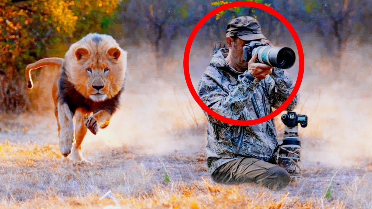 This Lion Surprised The Photographer In An Unexpected Way