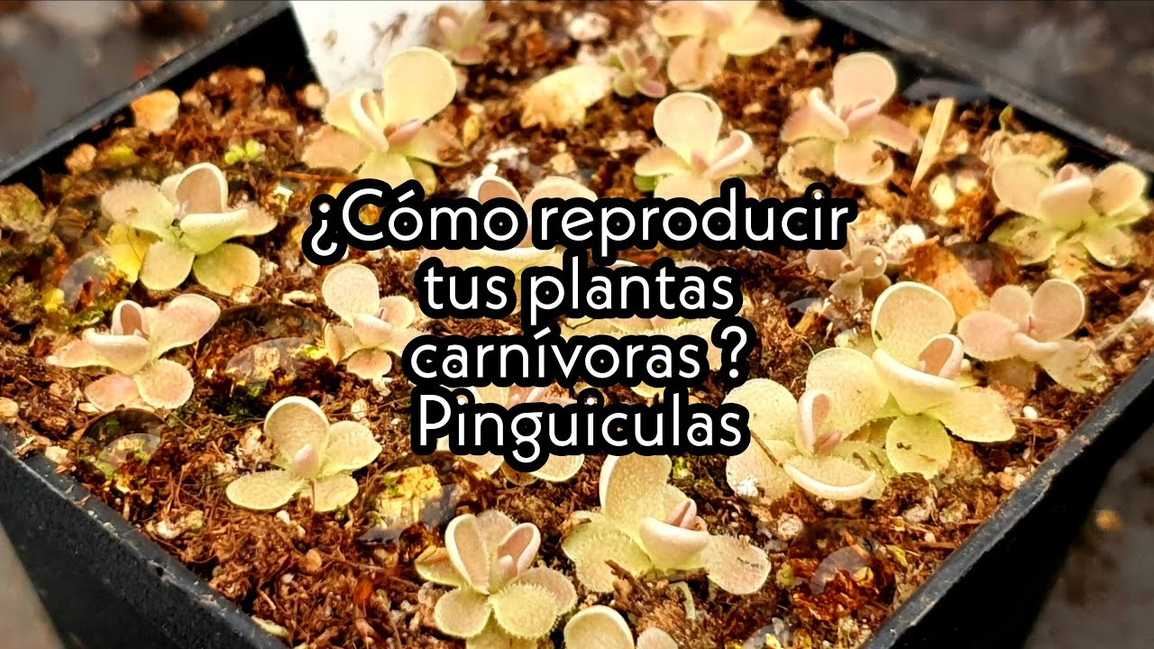 ¿Cómo hacer esquejes de Pinguiculas? - Aprende cómo reproducir tus plantas carnívoras