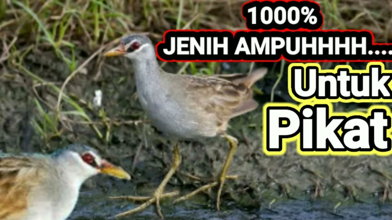 Suara Burung Tikusan Sawah Yang Jauh Pasti Mendekat Yang Dekat Merapat