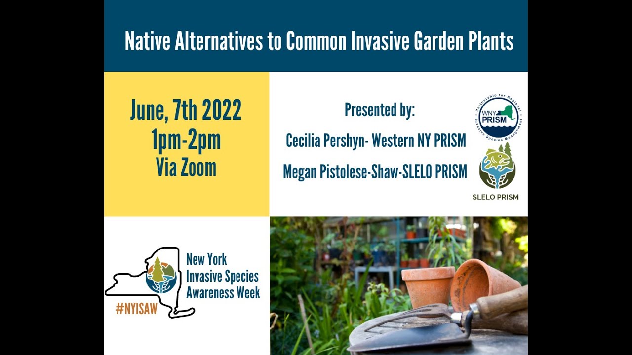 NYISAW Native Alternatives to Invasive Garden Plants