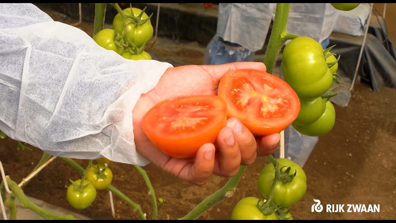 Tomate Tronus RZ