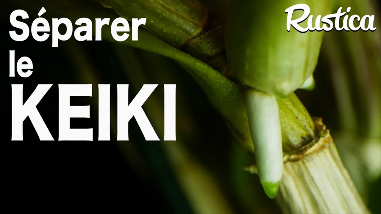 Séparer le keiki d’un dendrobium