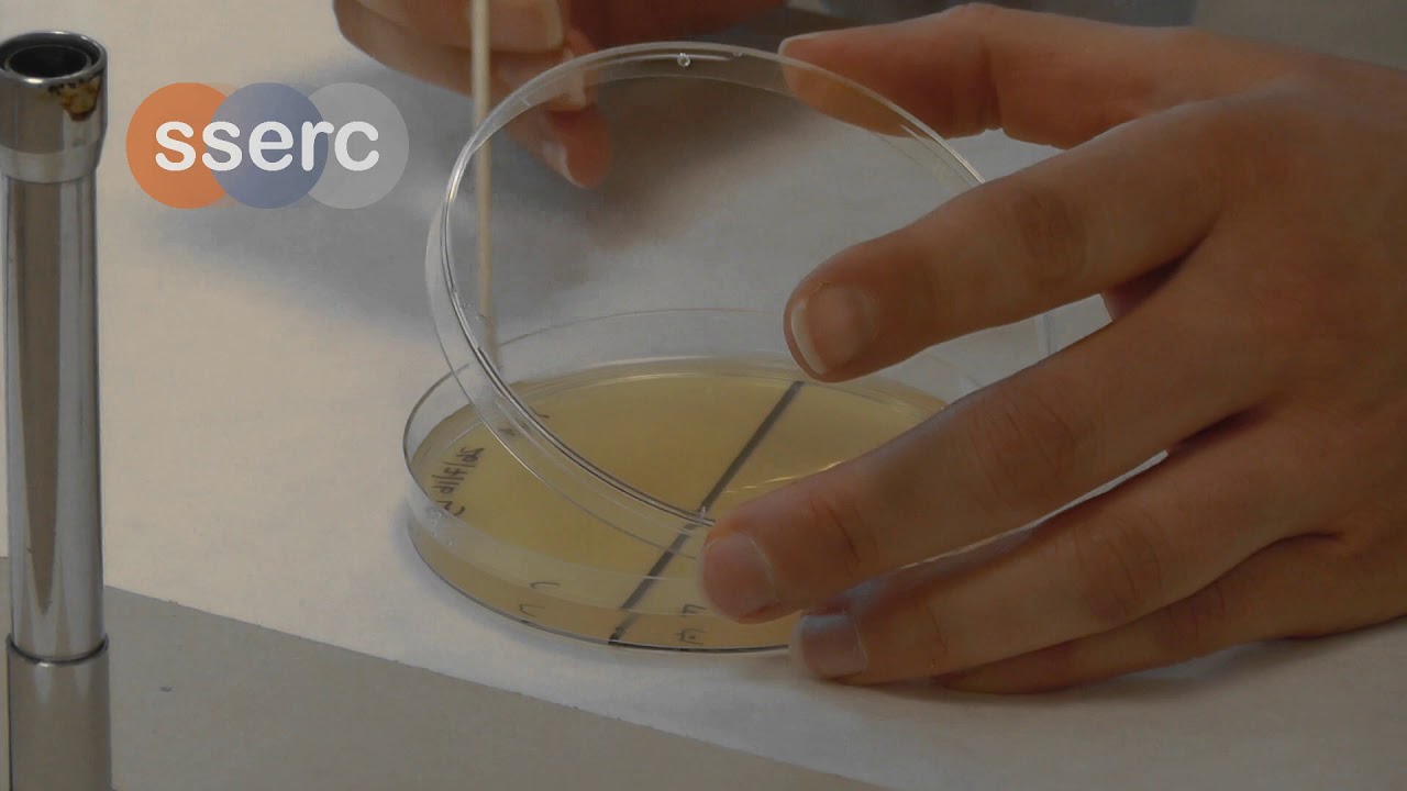 Micro Technique 5 environmental swab